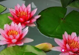 女人转运聚财网名名字