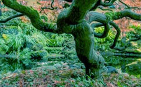 梦见大树干枯什么意思