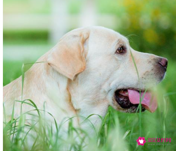 女狗狗的名字带好运