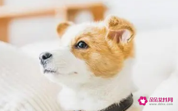 1982年属狗幸运颜色