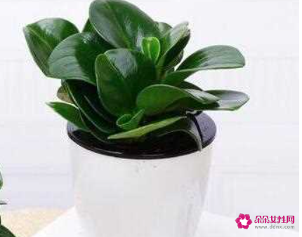 碧玉根部发黑怎么处理