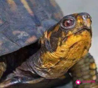 乌龟有哪些身体部位组成