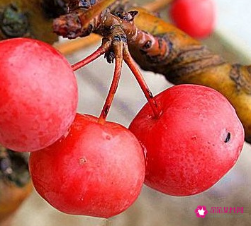 沙果和海棠果的区别