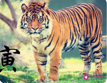 女孩子属虎大气的名字