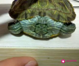 乌龟有哪些身体部位组成