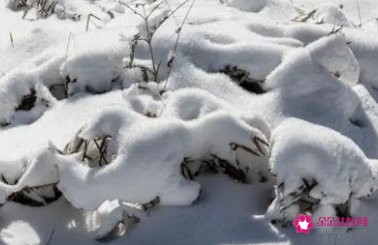 梦见下大雪地上的雪很厚