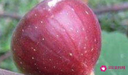 无花果可以放多久