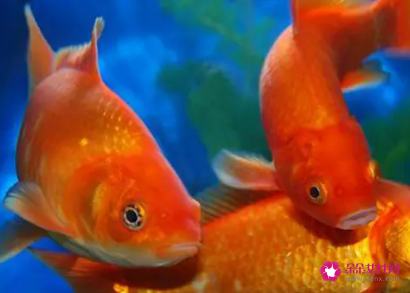 养风水鱼有哪些风水禁忌