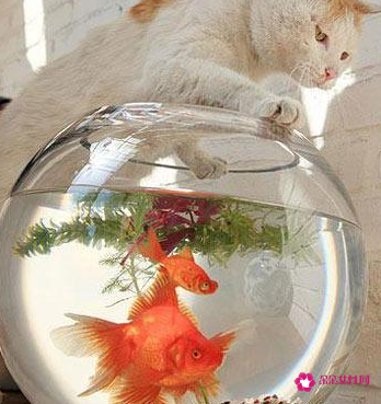 客厅金鱼缸的摆放图片欣赏
