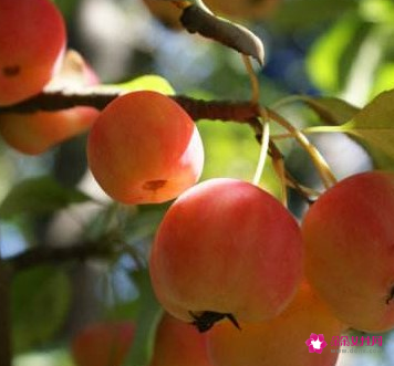 沙果和海棠果的区别