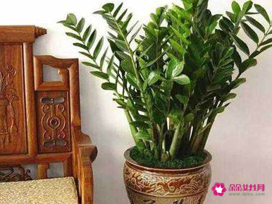 禄桐的风水作用