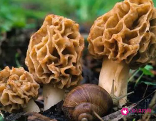 各类菌菇的功效与作用