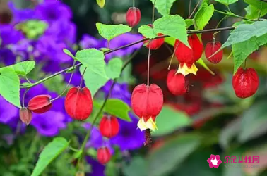 蔓性风铃花如何过冬