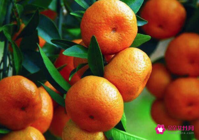 梦见送人桔子的寓意