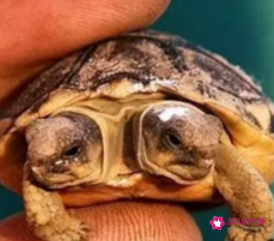 乌龟有哪些身体部位组成