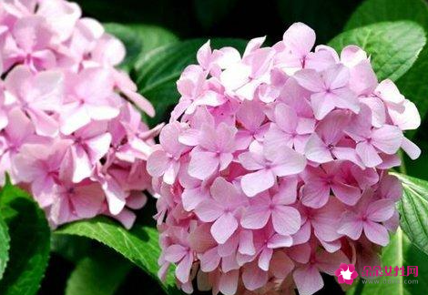 八仙花的花期管理