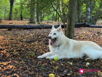 一万只狗里有狂犬病的有几只