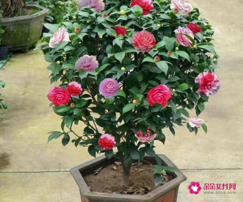 各种鲜花的寓意