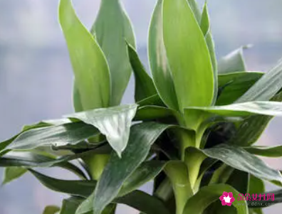 荷花竹叶子发黄如何补救