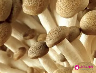 各类菌菇的功效与作用