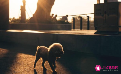 手机摄影技巧知识光线