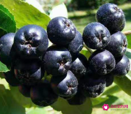 花楸果的功效与作用