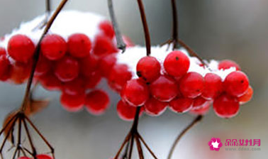 红豆的象征意义