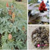 世界上最致命的树