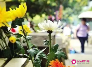 清明节能送朋友礼物吗