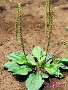 车前草哪个部位不能吃