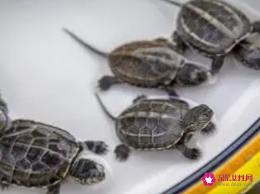 别人送乌龟是什么征兆