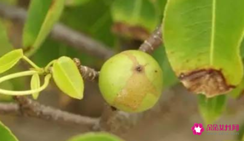 世界上最致命的树