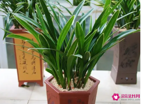 如何养出健康漂亮的兰叶