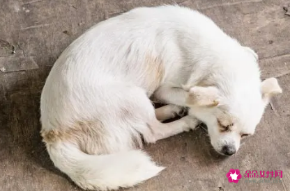 各种动物睡觉的姿势分类