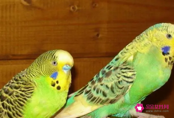 鹦鹉需要怎么养