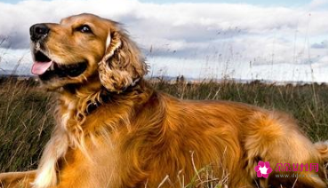 狗狗睡觉要人陪吗