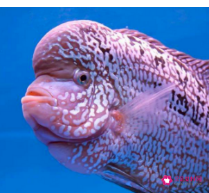 各种动物睡觉的姿势分类