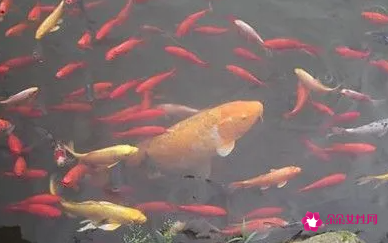 梦见小鱼的寓意