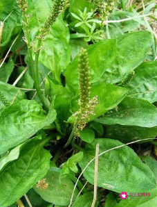 车前草哪个部位不能吃