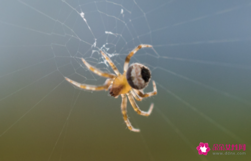 梦见黑蜘蛛是什么意思