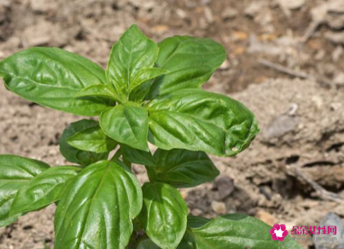 金钱草茶的功效与作用