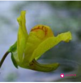 世界上最致命的树