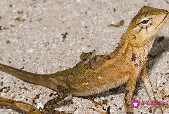 孕妇梦见从未见过奇怪的动物