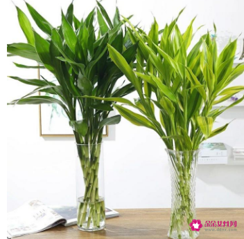 阳宅风水师告诉你家里摆放什么才能更快的招来财气