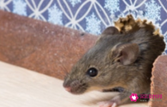 孕妇梦见从未见过奇怪的动物