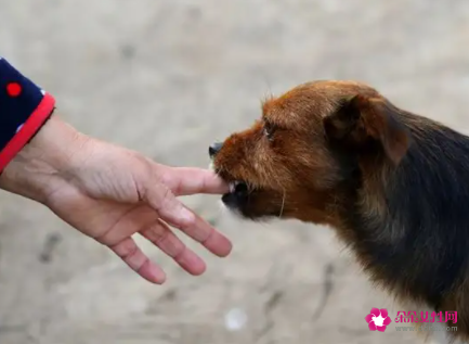 梦见黄狗咬我手