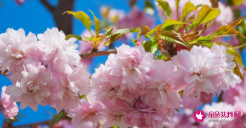 巨蟹座全年桃花运最旺的月份