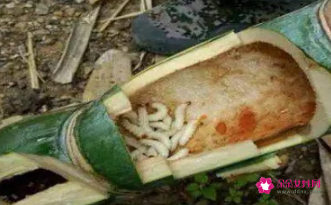 竹虫放冰箱储存方法