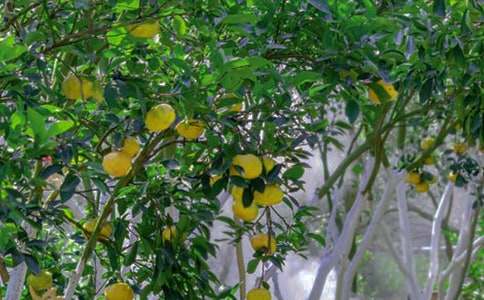 梦中的果园有什么寓意