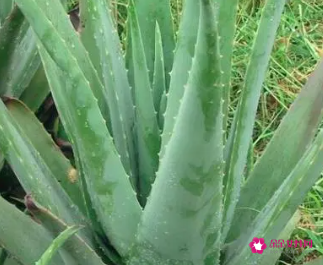 哪一种芦荟可以吃